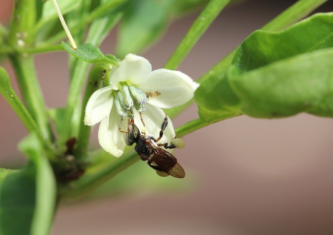 पोलिनेटर्स की कमी - Shortage Of Pollinators In Hindi